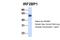 Interferon Regulatory Factor 2 Binding Protein 1 antibody, PA5-44309, Invitrogen Antibodies, Western Blot image 