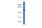 Katanin p60 ATPase-containing subunit A1 antibody, A09752, Boster Biological Technology, Western Blot image 