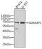 Golgi Reassembly Stacking Protein 1 antibody, GTX32631, GeneTex, Western Blot image 