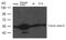 Tubulin Beta 3 Class III antibody, GTX50789, GeneTex, Western Blot image 