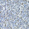 Metastasis-associated protein MTA3 antibody, 22-386, ProSci, Immunohistochemistry paraffin image 