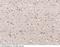 G Protein Regulated Inducer Of Neurite Outgrowth 1 antibody, 103140-T08, Sino Biological, Immunohistochemistry frozen image 