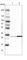 Carbonyl Reductase 3 antibody, HPA018434, Atlas Antibodies, Western Blot image 