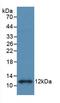 S100 Calcium Binding Protein B antibody, LS-C298931, Lifespan Biosciences, Western Blot image 