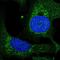 Transcription elongation factor, mitochondrial antibody, NBP2-55665, Novus Biologicals, Immunofluorescence image 