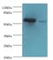 SVOP Like antibody, LS-C371632, Lifespan Biosciences, Western Blot image 