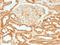 Calnexin antibody, M03372, Boster Biological Technology, Immunohistochemistry frozen image 