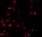 BCL2 Binding Component 3 antibody, 11008, QED Bioscience, Immunofluorescence image 