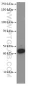 ARSA antibody, 66346-1-Ig, Proteintech Group, Western Blot image 