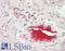 Complement C4A (Rodgers Blood Group) antibody, LS-B13295, Lifespan Biosciences, Immunohistochemistry paraffin image 