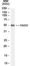 Fatty Acid Desaturase 1 antibody, NB100-57083, Novus Biologicals, Western Blot image 