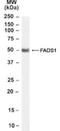 Fatty acid desaturase 1 antibody, NB100-57083, Novus Biologicals, Western Blot image 