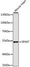 Spastin antibody, 23-878, ProSci, Western Blot image 
