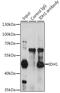 Isocitrate Dehydrogenase (NADP(+)) 1, Cytosolic antibody, LS-C748306, Lifespan Biosciences, Immunoprecipitation image 