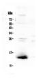Trefoil Factor 2 antibody, PA5-80111, Invitrogen Antibodies, Western Blot image 