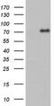 FAS-associated factor 1 antibody, MA5-26651, Invitrogen Antibodies, Western Blot image 