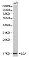  antibody, LS-C192501, Lifespan Biosciences, Western Blot image 