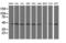 Serpin B13 antibody, LS-C173389, Lifespan Biosciences, Western Blot image 