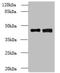 DBF4 Zinc Finger B antibody, orb354531, Biorbyt, Western Blot image 