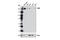 SWI/SNF Related, Matrix Associated, Actin Dependent Regulator Of Chromatin, Subfamily A, Member 2 antibody, 11966S, Cell Signaling Technology, Western Blot image 