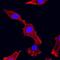 Integrin Subunit Alpha 2 antibody, MAB1233, R&D Systems, Immunocytochemistry image 