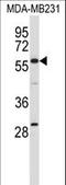 EH Domain Containing 1 antibody, LS-C167667, Lifespan Biosciences, Western Blot image 