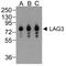 Lymphocyte Activating 3 antibody, TA355132, Origene, Western Blot image 