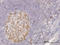 Cyclin Dependent Kinase 1 antibody, LS-C133065, Lifespan Biosciences, Immunohistochemistry frozen image 