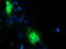 Transmembrane Protein 80 antibody, M18253, Boster Biological Technology, Immunofluorescence image 