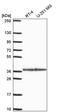Syntaxin 12 antibody, PA5-65939, Invitrogen Antibodies, Western Blot image 