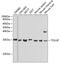 Toll Interacting Protein antibody, GTX16406, GeneTex, Western Blot image 