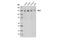 RB Transcriptional Corepressor Like 2 antibody, 13610S, Cell Signaling Technology, Western Blot image 