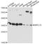 Mitochondrial Ribosomal Protein L19 antibody, LS-C749406, Lifespan Biosciences, Western Blot image 