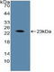 Aryl Hydrocarbon Receptor Nuclear Translocator antibody, LS-C373158, Lifespan Biosciences, Western Blot image 