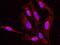 Minichromosome Maintenance Complex Component 6 antibody, NB100-251, Novus Biologicals, Proximity Ligation Assay image 