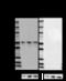 Protein Interacting With PRKCA 1 antibody, 830904, BioLegend, Western Blot image 