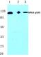 Nuclear Factor Kappa B Subunit 1 antibody, AP06244PU-N, Origene, Western Blot image 