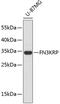 Fructosamine 3 Kinase Related Protein antibody, 19-513, ProSci, Western Blot image 