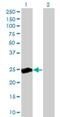 RAS Like Proto-Oncogene B antibody, H00005899-M04, Novus Biologicals, Western Blot image 