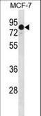 GATA Zinc Finger Domain Containing 2A antibody, LS-C157764, Lifespan Biosciences, Western Blot image 