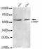 Coactivator Associated Arginine Methyltransferase 1 antibody, LS-C178338, Lifespan Biosciences, Western Blot image 