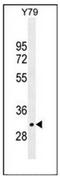 Leucine Rich Repeat Containing 46 antibody, AP52539PU-N, Origene, Western Blot image 