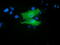 RB Binding Protein 9, Serine Hydrolase antibody, LS-C115656, Lifespan Biosciences, Immunofluorescence image 