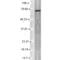 Potassium Voltage-Gated Channel Subfamily Q Member 2 antibody, SMC-308D-A633, StressMarq, Western Blot image 