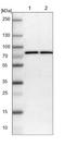Syntaxin Binding Protein 1 antibody, NBP1-83139, Novus Biologicals, Western Blot image 