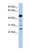 HSD17B4 antibody, orb76240, Biorbyt, Western Blot image 