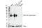 T Cell Receptor Beta Constant 1 antibody, 79485S, Cell Signaling Technology, Western Blot image 