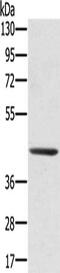 Retinoid-inducible serine carboxypeptidase antibody, CSB-PA115388, Cusabio, Western Blot image 