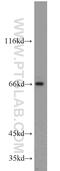 Putative protein PLEKHA9 antibody, 17568-1-AP, Proteintech Group, Western Blot image 