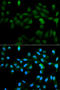 Cytochrome P450(scc) antibody, STJ23311, St John